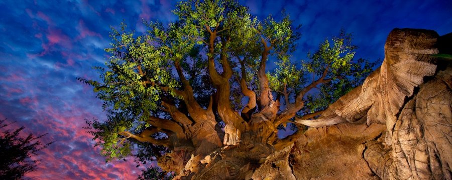 Animal Kingdom